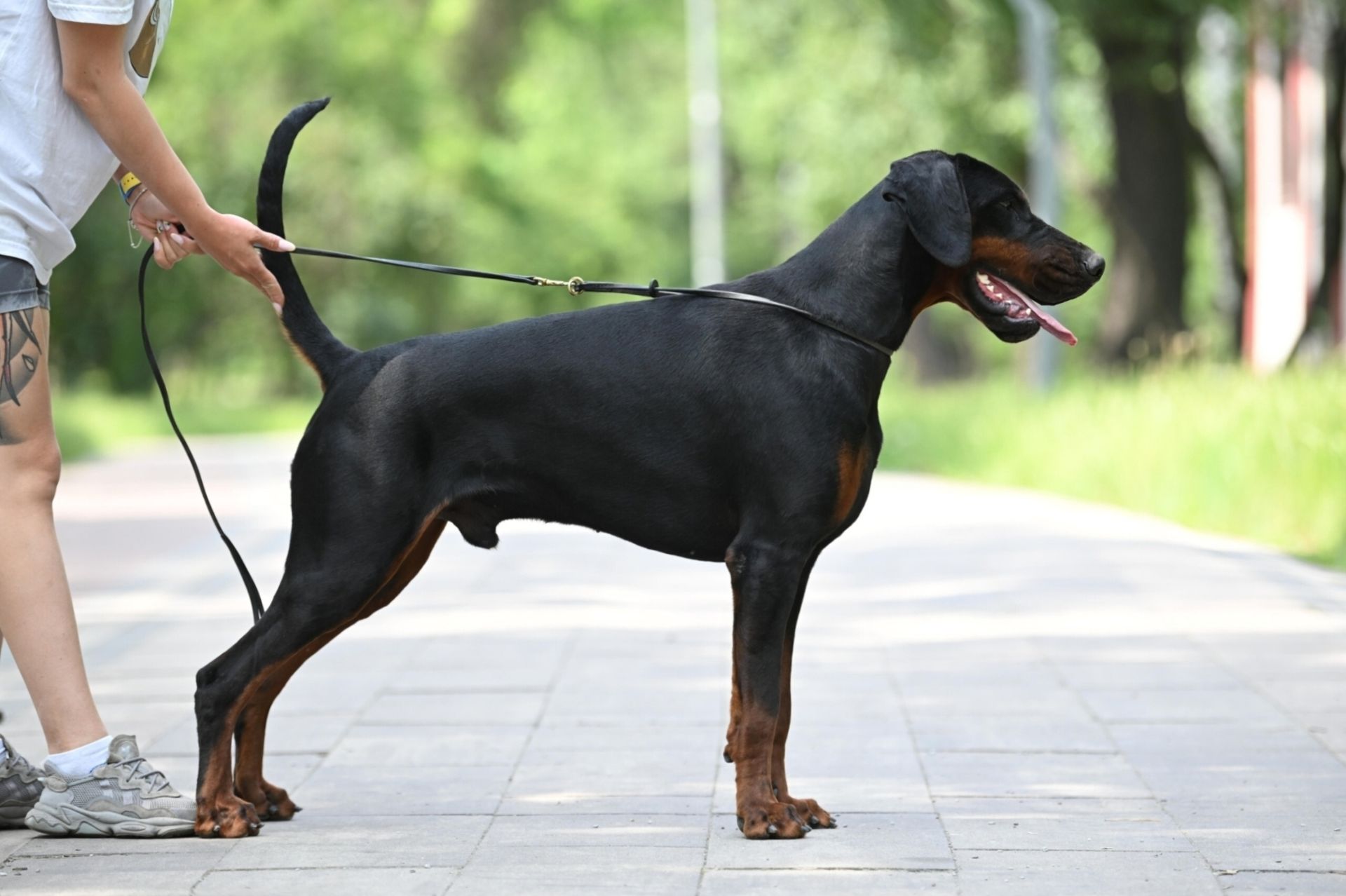 Розплідник пропнує до продажу цуценят добермана. доставка