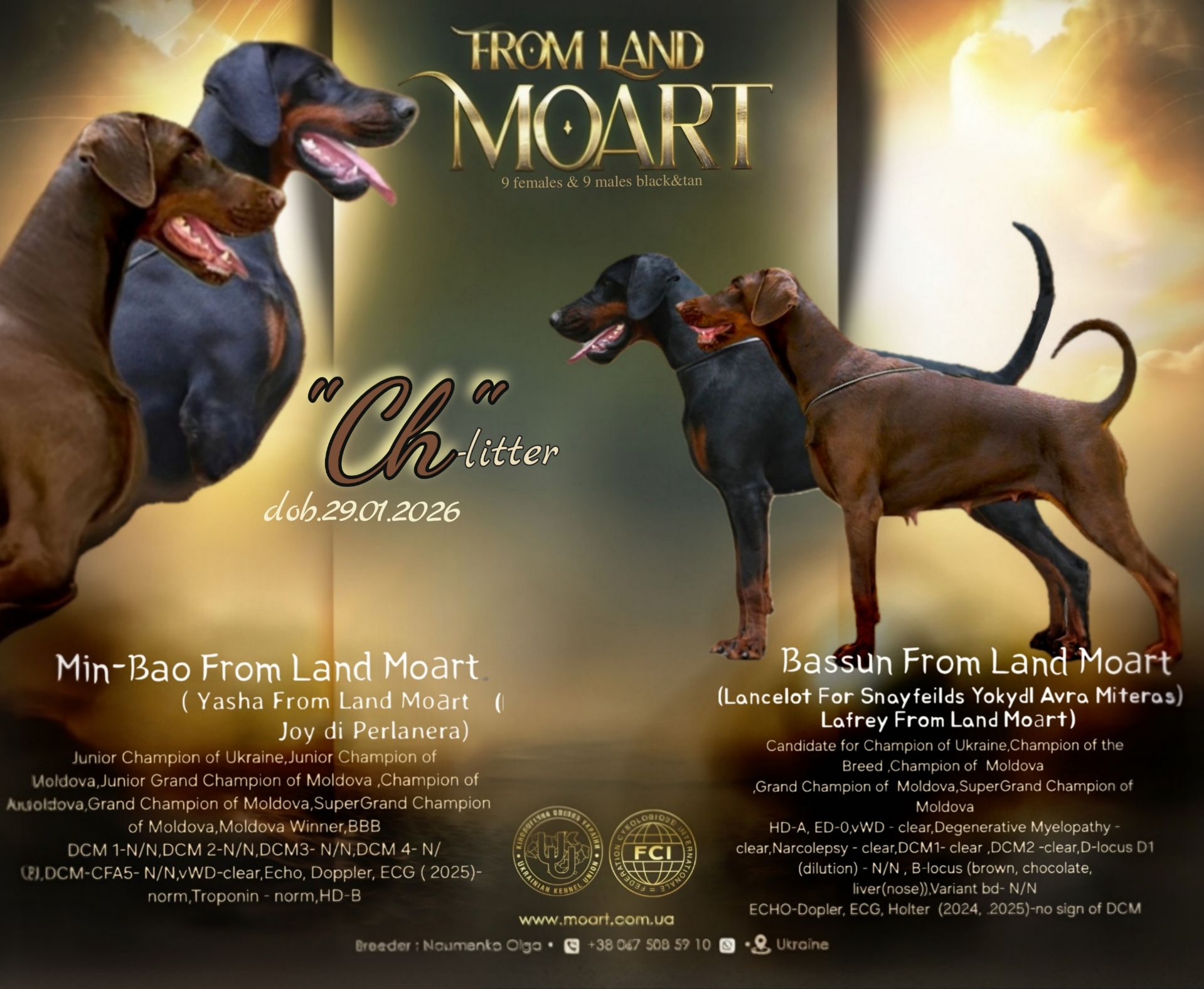 Розплідник пропнує до продажу цуценят добермана. доставка