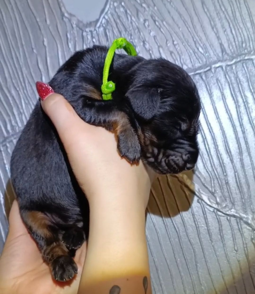 Розплідник пропнує до продажу цуценят добермана. доставка