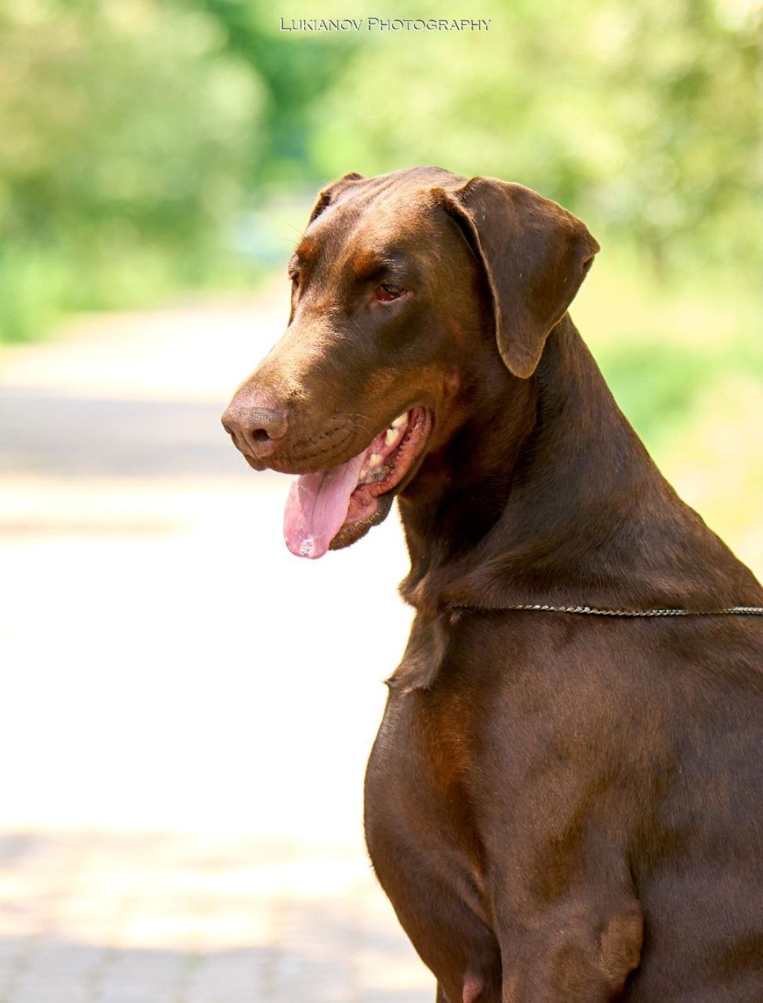 Розплідник пропнує до продажу цуценят добермана. доставка