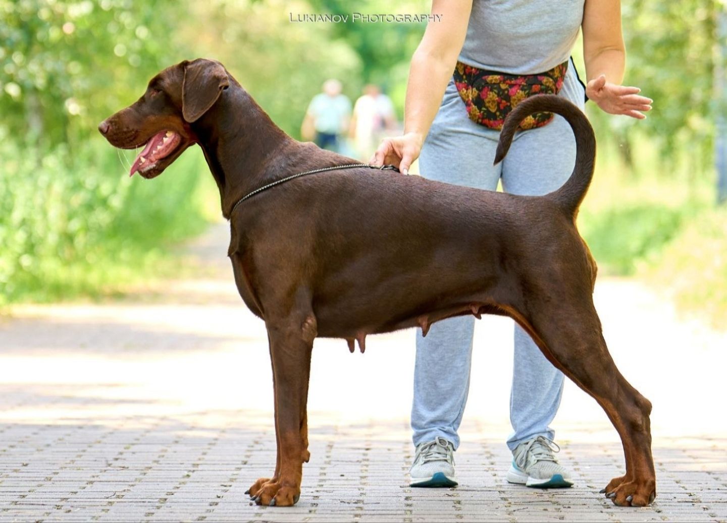 Розплідник пропнує до продажу цуценят добермана. доставка