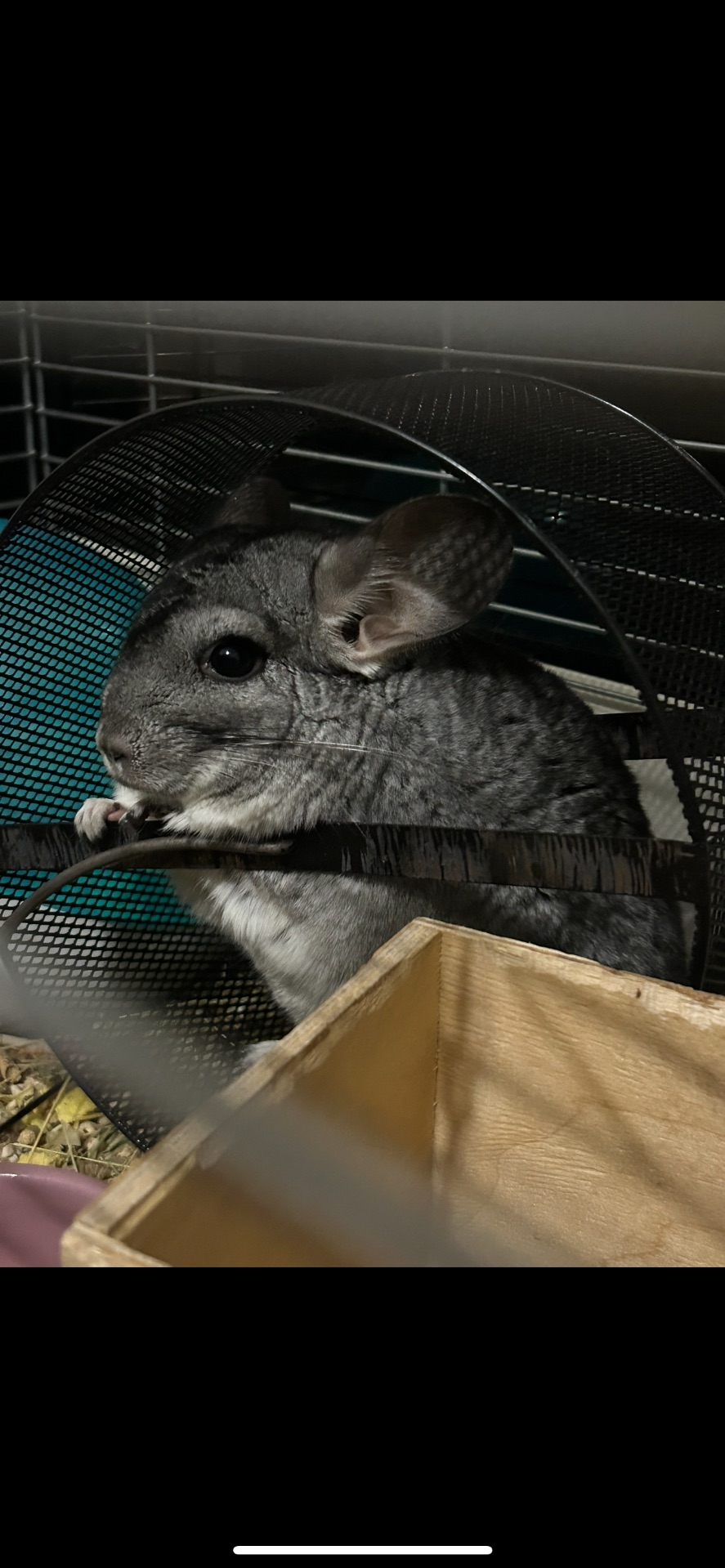 Девочка шиншилла