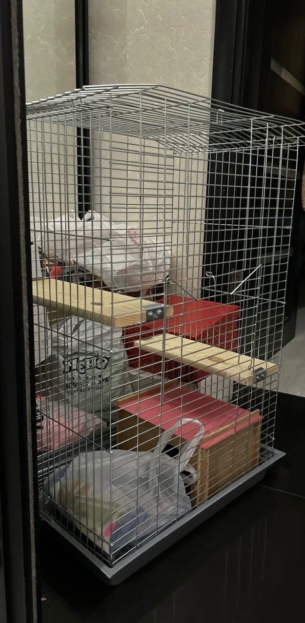 Девочка шиншилла