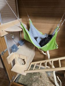 Шиншила хлопчик 9 місяців. Доставка по Києву