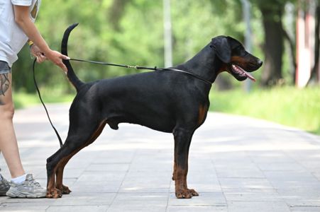 Розплідник пропнує до продажу цуценят добермана. доставка