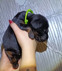 Розплідник пропнує до продажу цуценят добермана. доставка