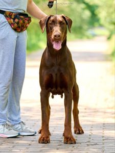 Розплідник пропнує до продажу цуценят добермана. доставка