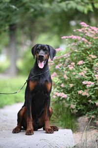 Розплідник пропнує до продажу цуценят добермана. доставка