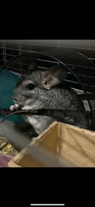 Девочка шиншилла