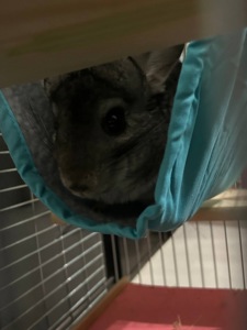 Девочка шиншилла