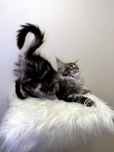 Дівчинка Мейн кун