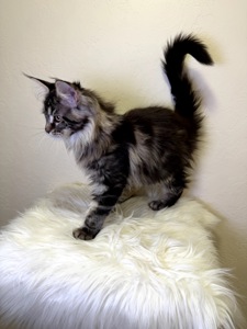 Дівчинка Мейн кун