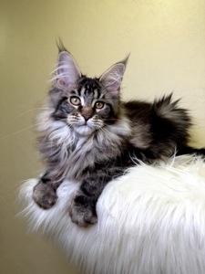 Дівчинка Мейн кун