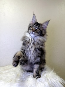 Дівчинка Мейн кун