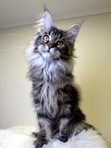 Дівчинка Мейн кун