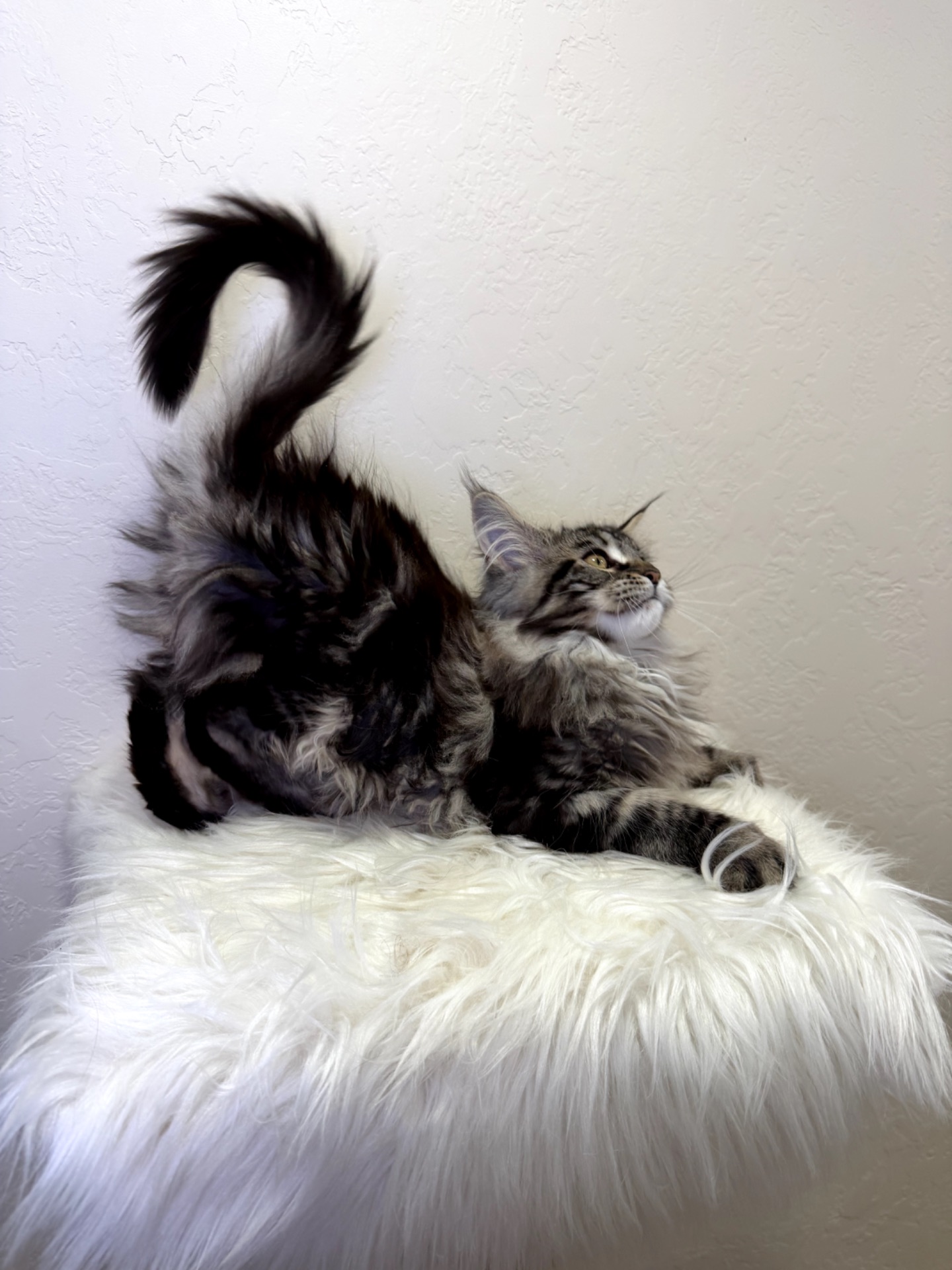 Дівчинка Мейн кун