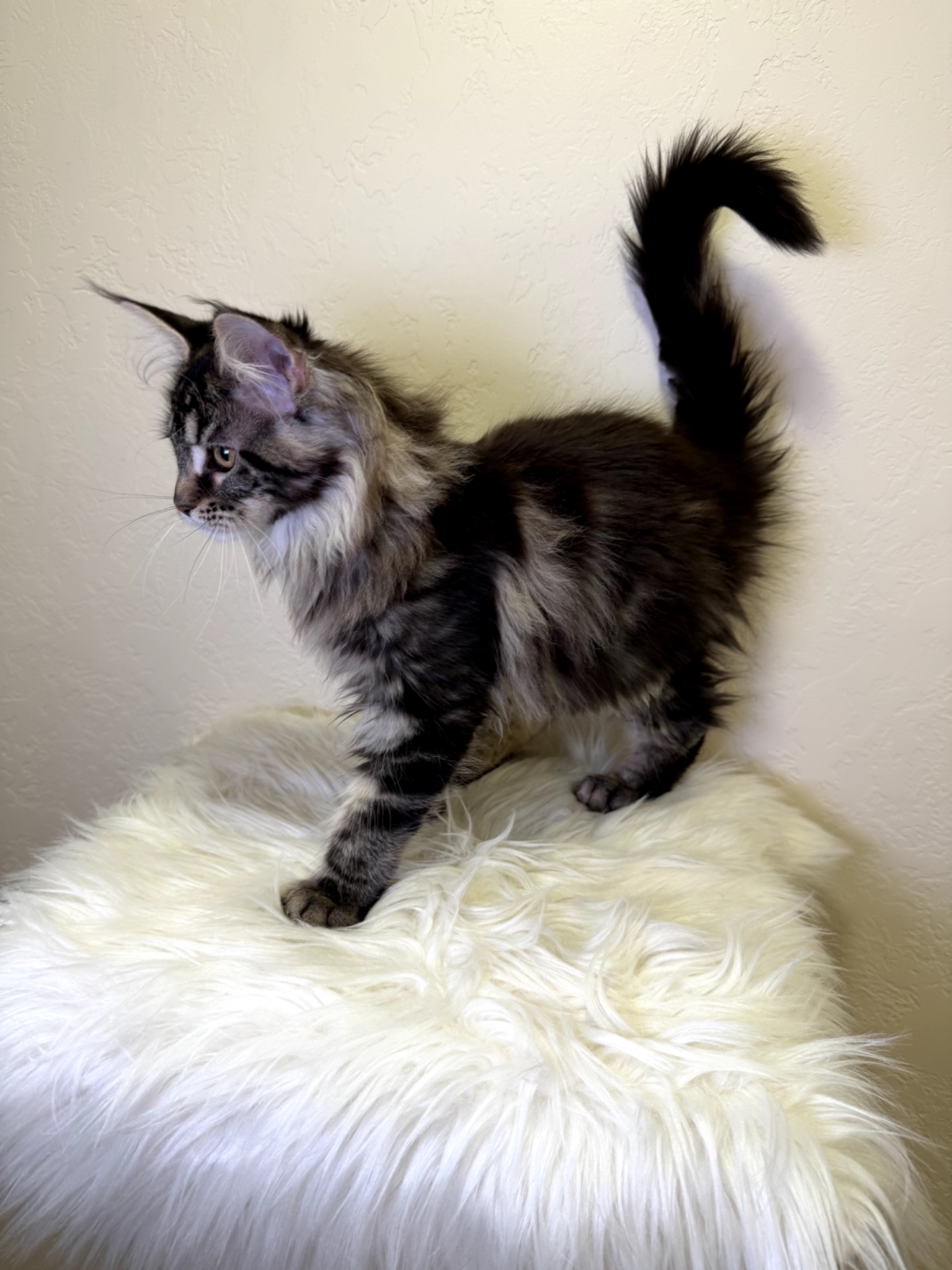 Дівчинка Мейн кун