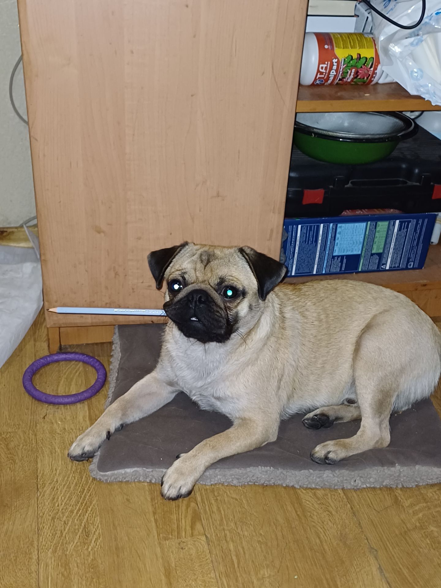 Продаётся мопс, Тедди