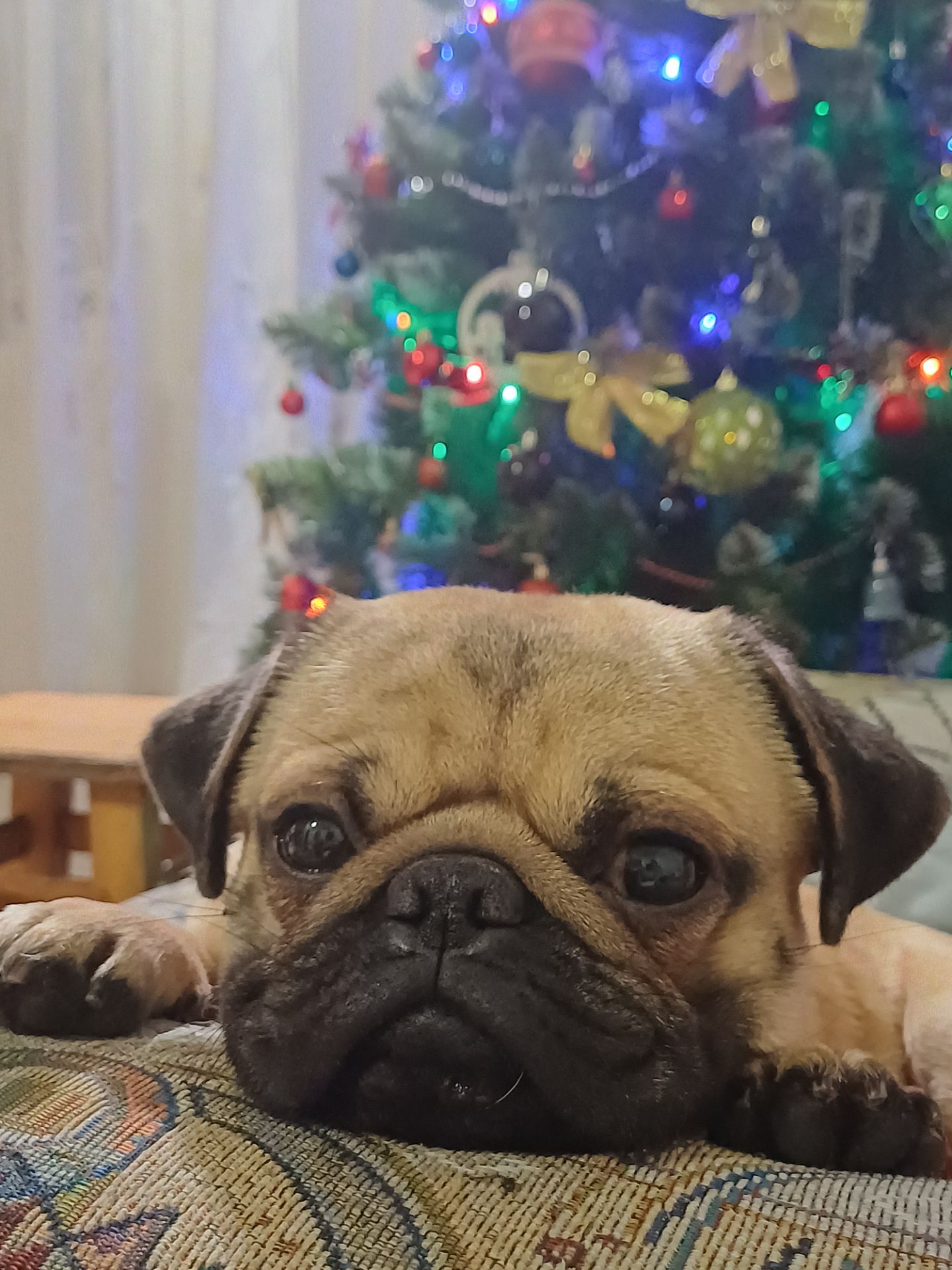 Продаётся мопс, Тедди