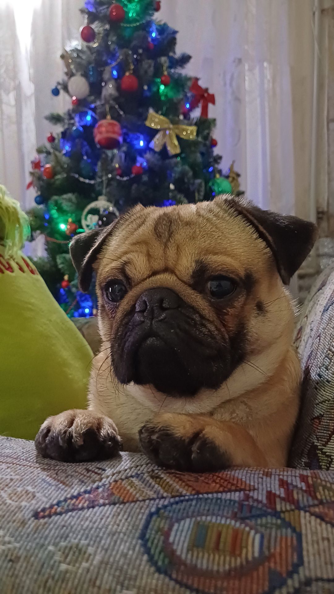 Продаётся мопс, Тедди