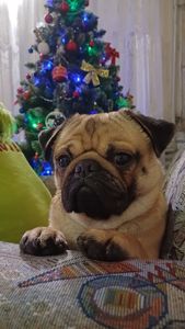 Продаётся мопс, Тедди