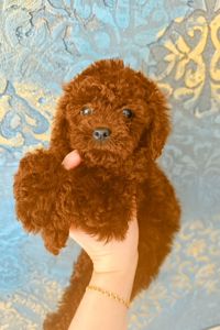 Мальтипу ф2 девочка