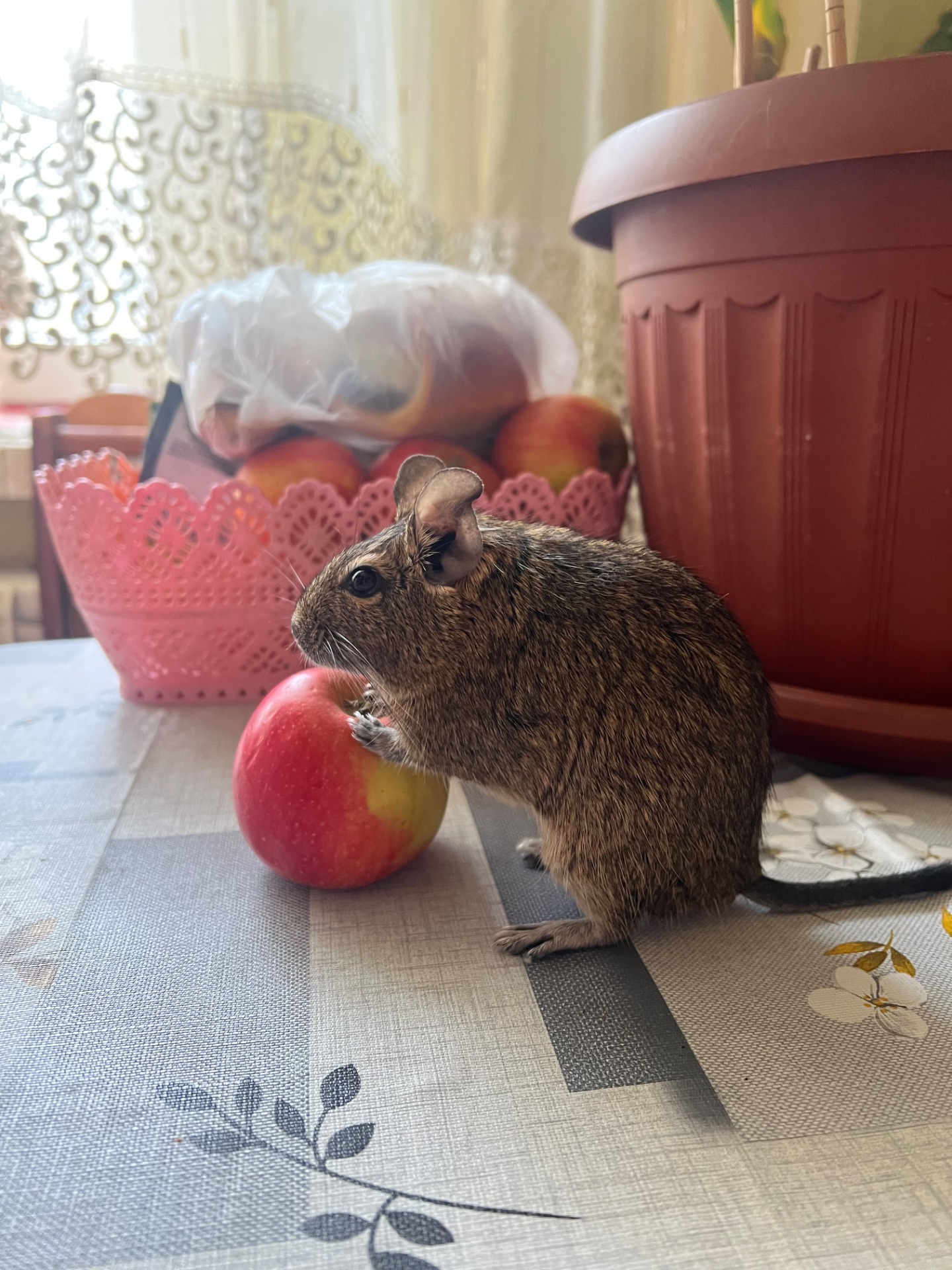 Білочки дегу