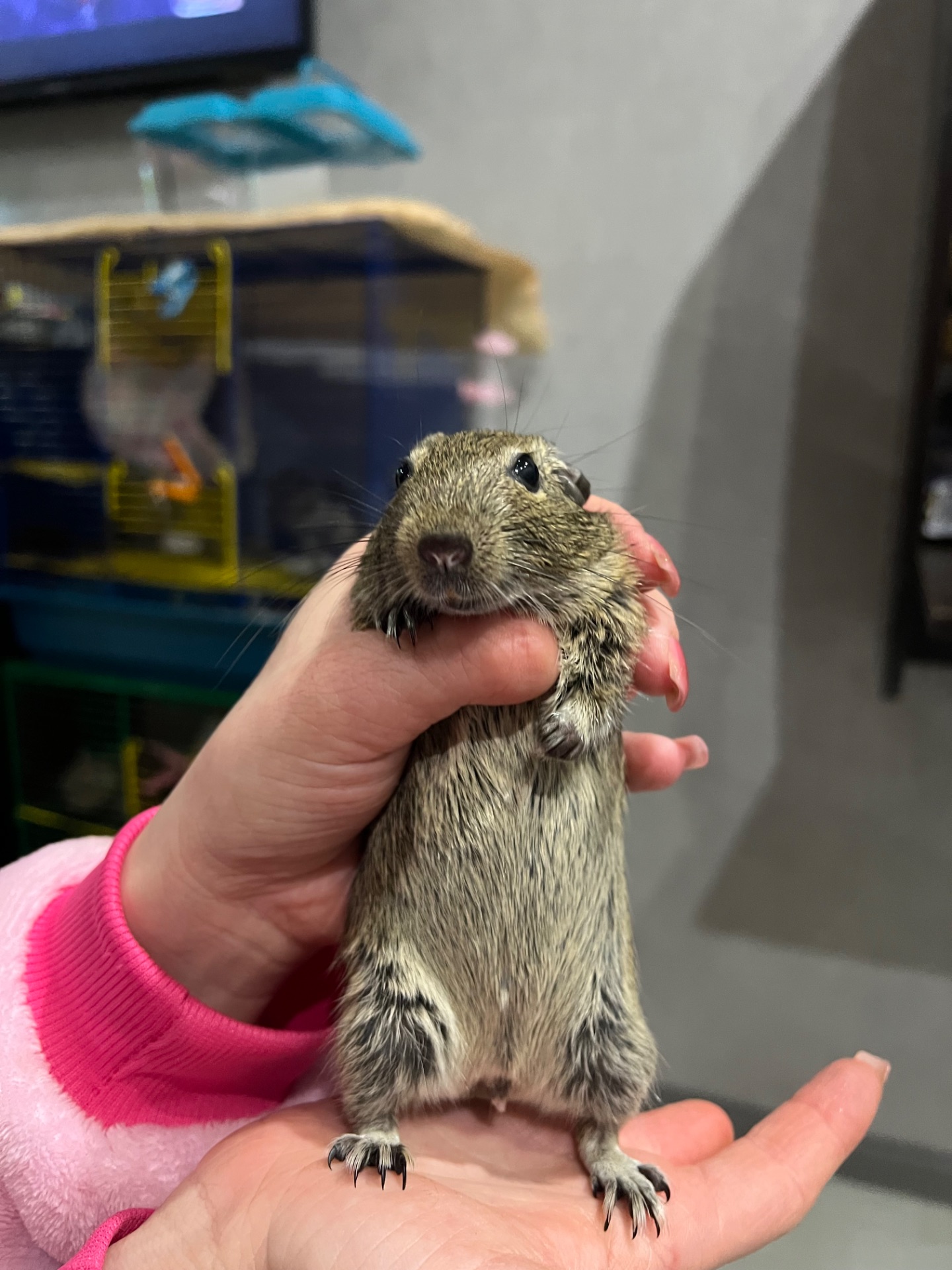 Білочки дегу