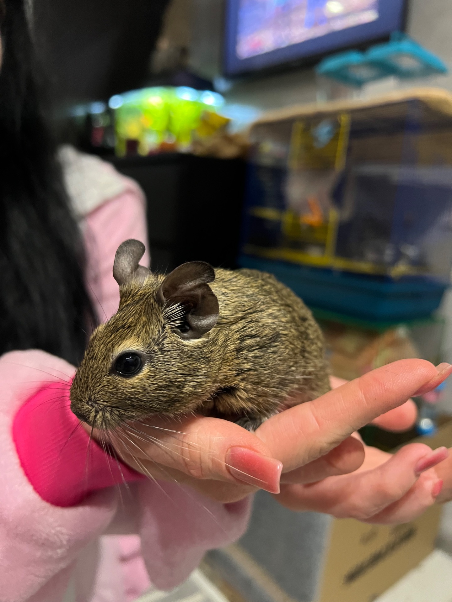 Білочки дегу