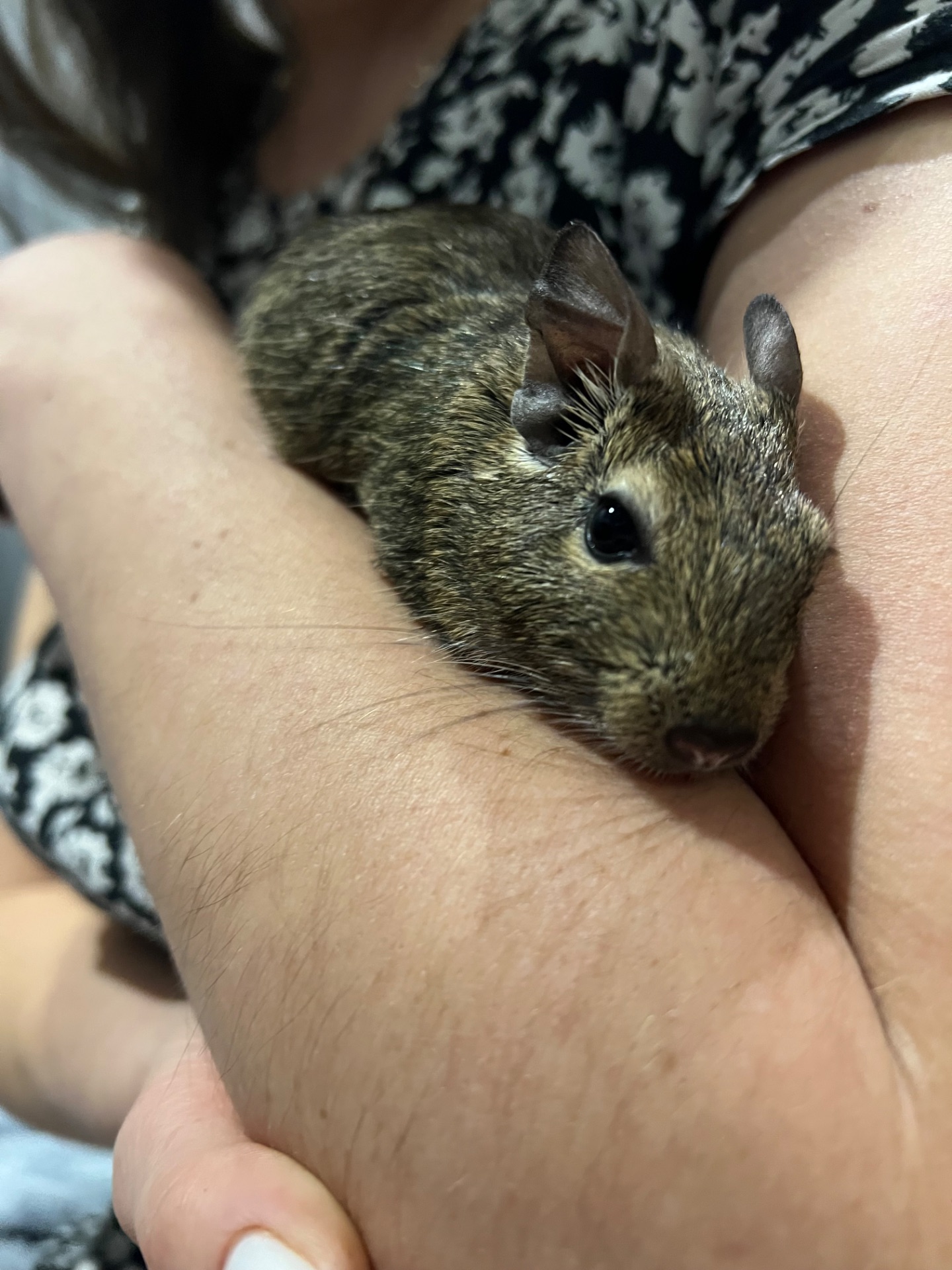 Білочки дегу