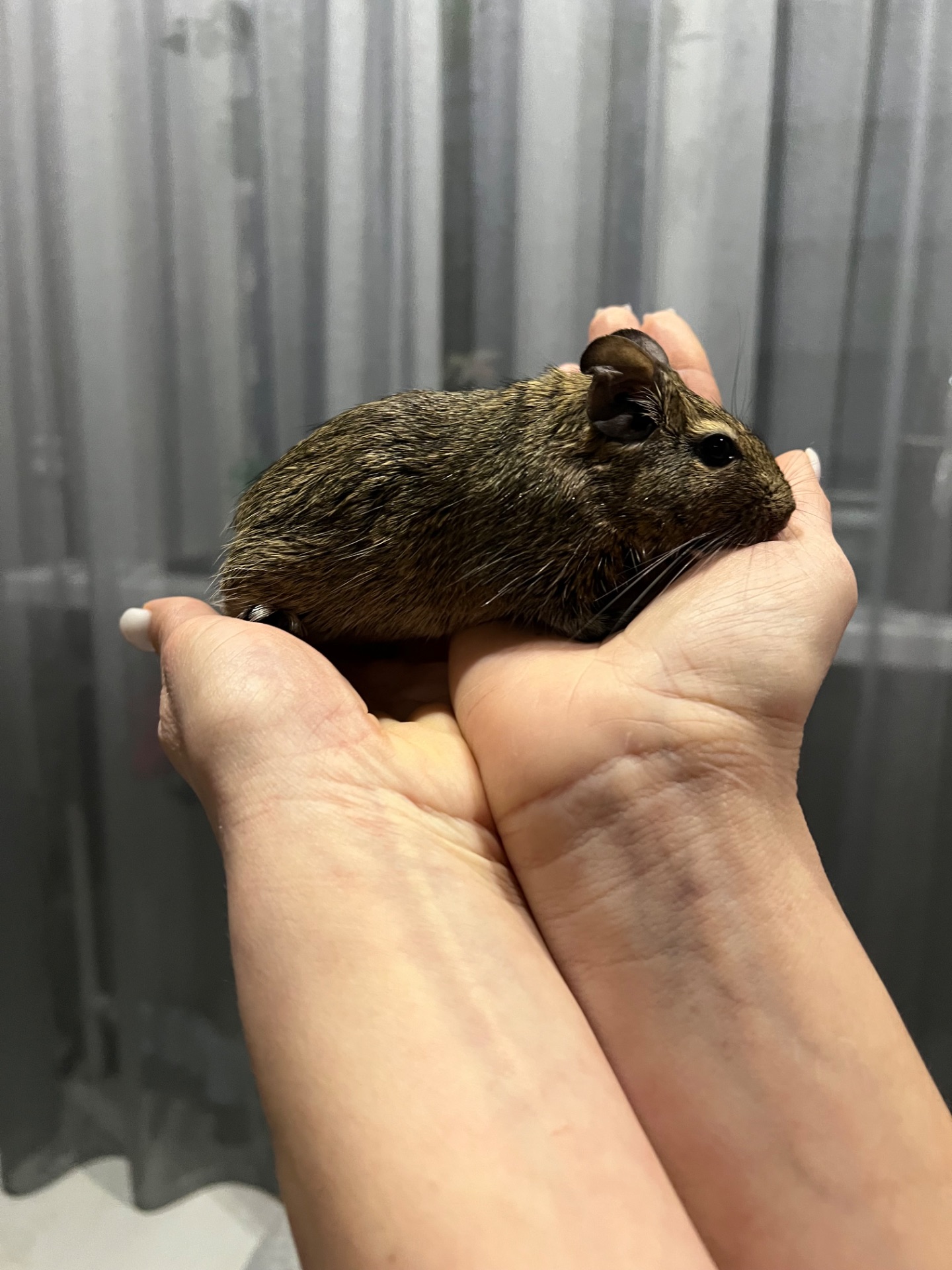 Білочки дегу