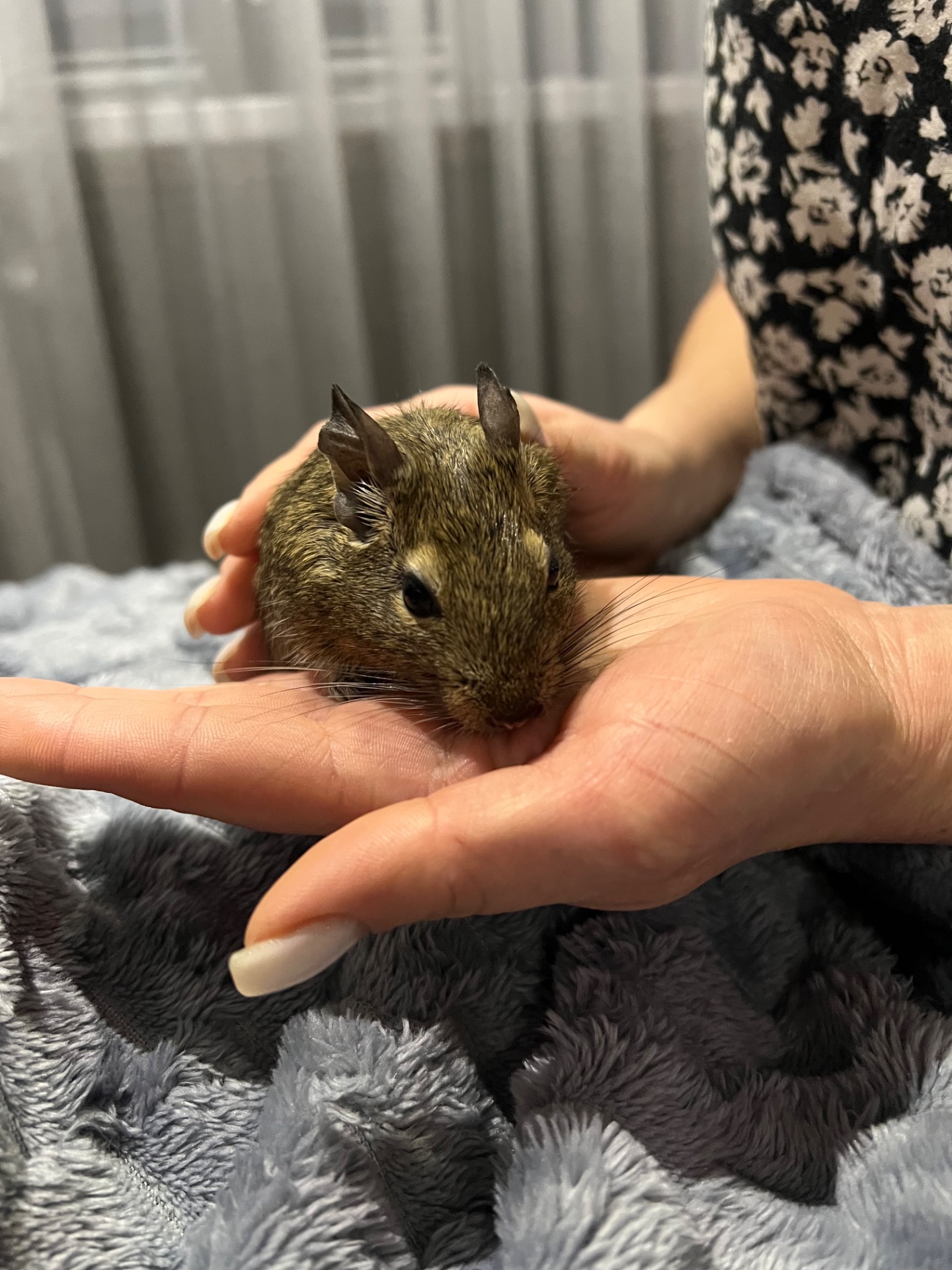 Білочки дегу