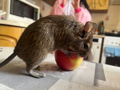 Білочки дегу