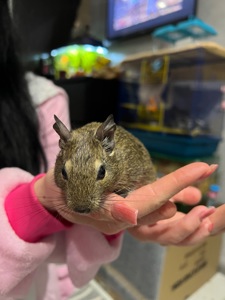 Білочки дегу