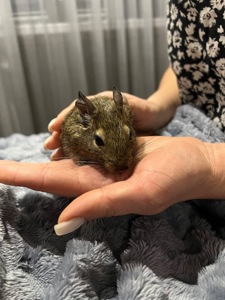 Білочки дегу