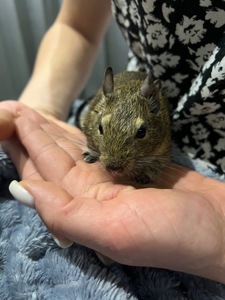 Білочки дегу