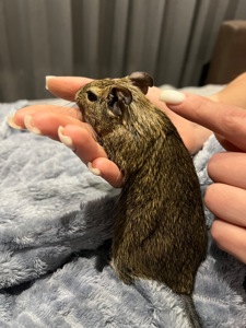 Білочки дегу