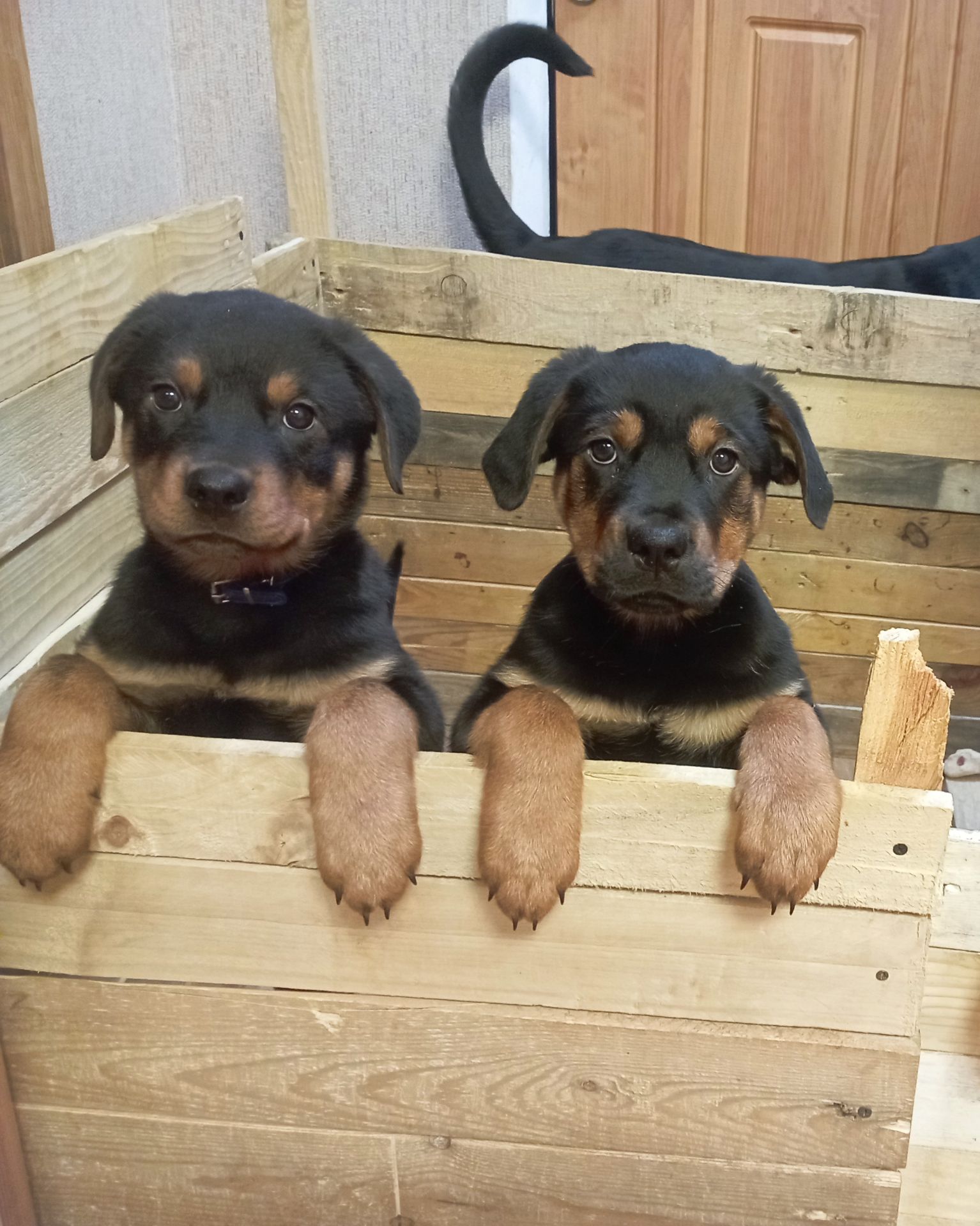 Продаються цуценята ротвейлера