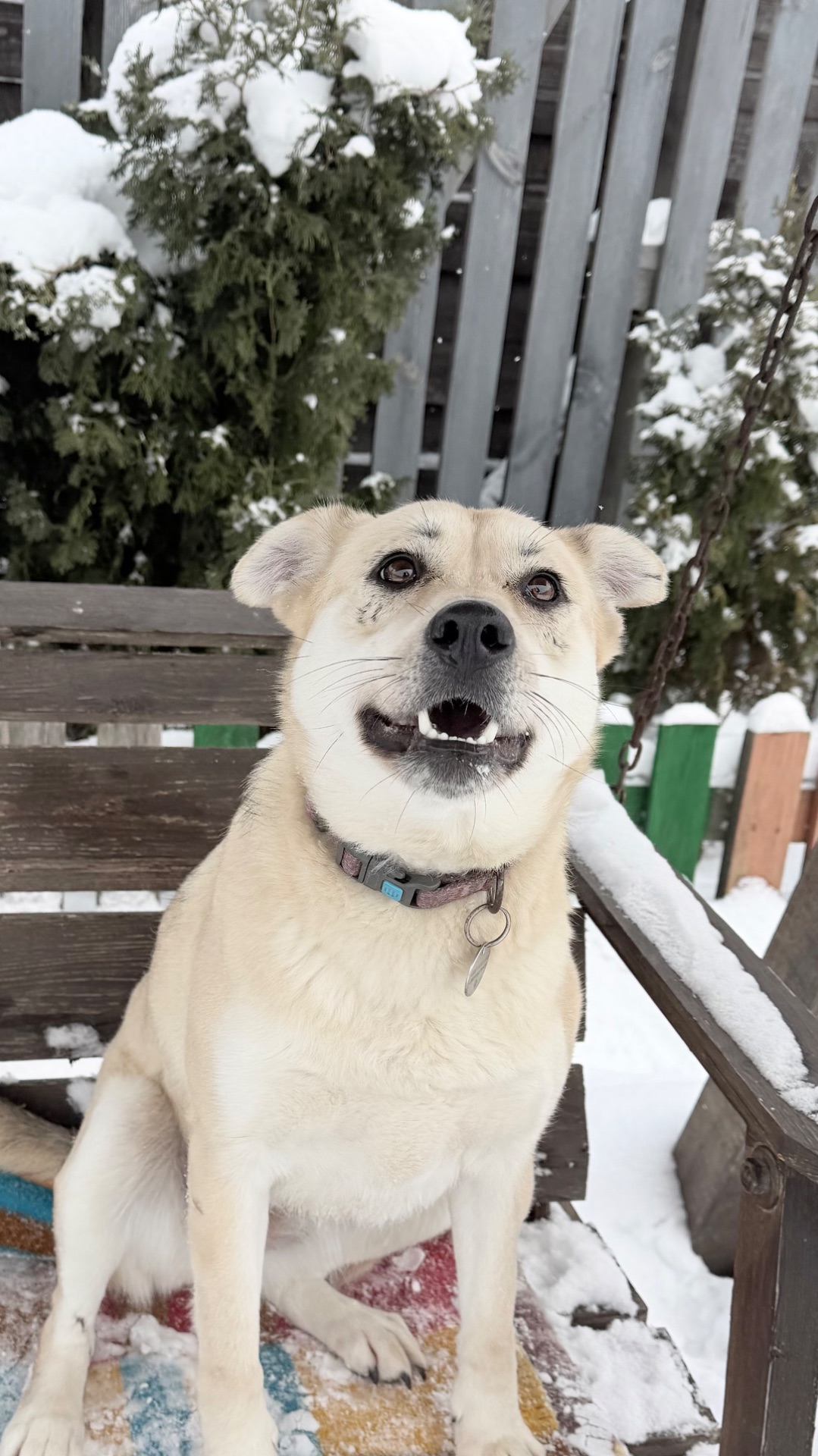 Евакуйована собака Маруся Словʼянськ