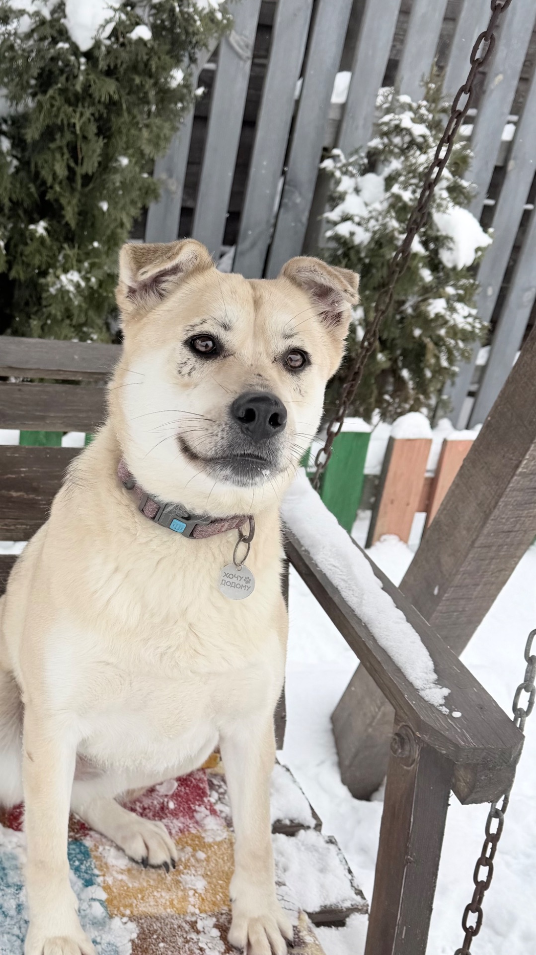 Евакуйована собака Маруся Словʼянськ