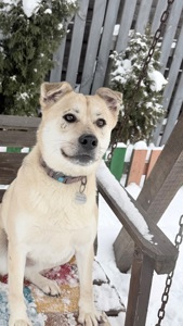 Евакуйована собака Маруся Словʼянськ