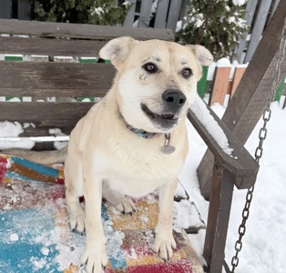 Евакуйована собака Маруся Словʼянськ