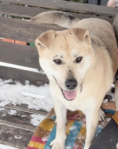 Евакуйована собака Маруся Словʼянськ