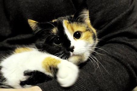 Кошеня Арлетт