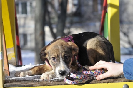 цуценя Террі