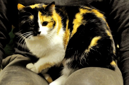 Кошеня Арлетт