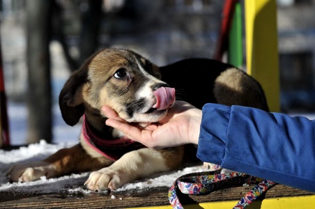цуценя Террі