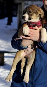 цуценя Террі