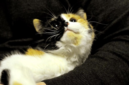 Кошеня Арлетт