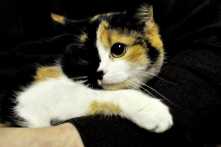 Кошеня Арлетт